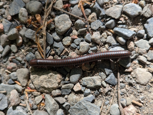 American giant millipede