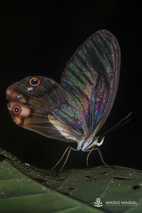 Haetera piera