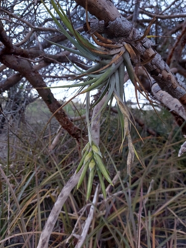 Tillandsia pohliana, photograph 4