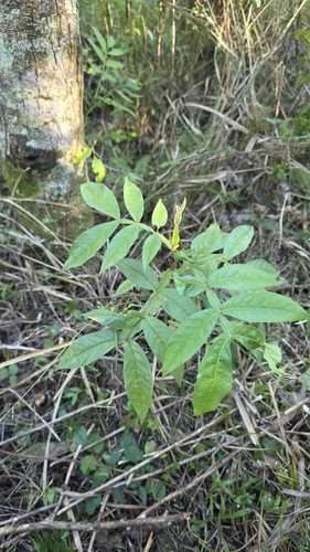 Inga uraguensis, 2026-07-09