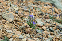 Campanula scabrella, photograph author not stated, no rights reserved