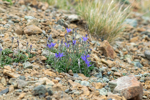 Campanula scabrella, photograph 3