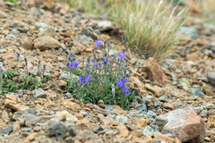 Campanula scabrella, photograph author not stated, no rights reserved