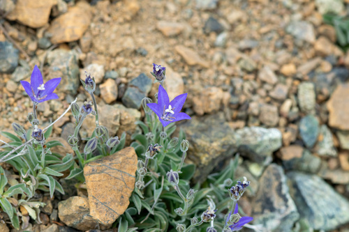 Campanula scabrella, photograph 5