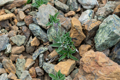 Campanula scabrella