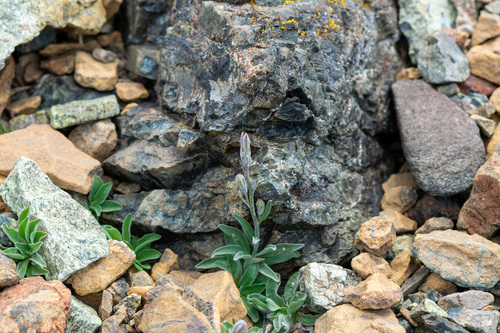 Campanula scabrella, photograph 1