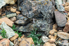 Campanula scabrella, photograph author not stated, no rights reserved
