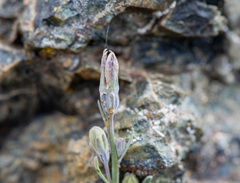 Campanula scabrella, photograph author not stated, no rights reserved