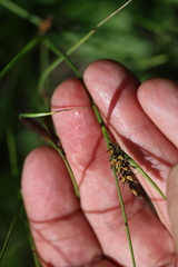 Carex melanostachya, photograph (c) Grzegorz Grzejszczak, some rights reserved (CC BY-SA)