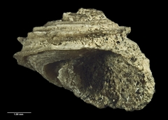 Risellopsis