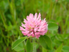 Trifolium pratense