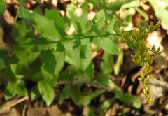Solidago radula