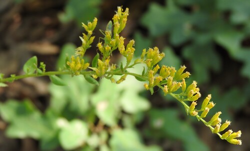 Solidago radula, photograph 1