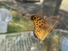 Argynnis hyperbius