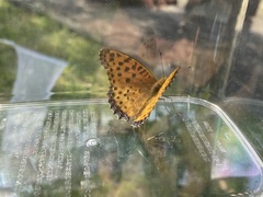 Argynnis hyperbius
