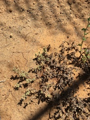 Atriplex pacifica