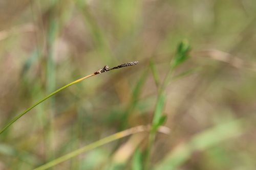 Carex ericetorum, photograph 6