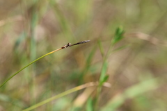 Carex ericetorum, photograph (c) Grzegorz Grzejszczak, some rights reserved (CC BY-SA)