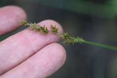 (c) Grzegorz Grzejszczak, some rights reserved (CC BY-SA) Carex elongata, photograph (c) Grzegorz Grzejszczak, some rights reserved (CC BY-SA)