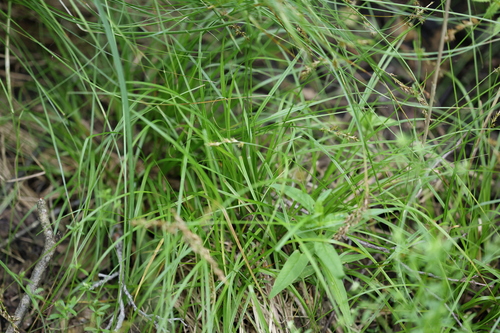 Carex elongata, photograph 6