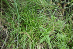 Carex elongata, photograph (c) Grzegorz Grzejszczak, some rights reserved (CC BY-SA)
