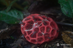 Clathrus cristatus