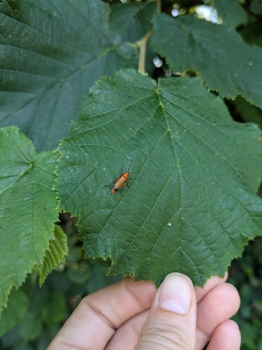 Common Red Soldier Beetle