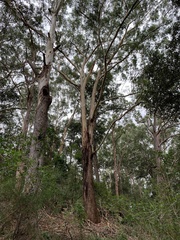 Eucalyptus pilularis