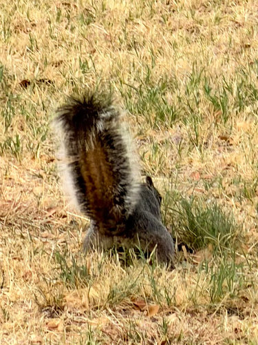 Arizona Gray Squirrel observed by ck2az