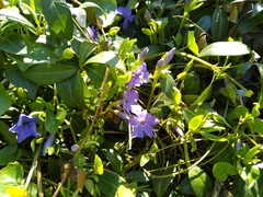 Vinca minor