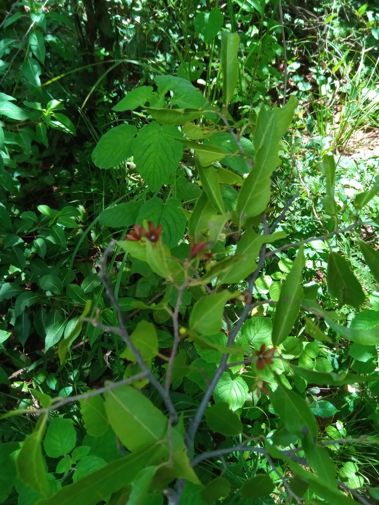 Dombeya subviscosa
