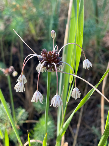 field garlic
