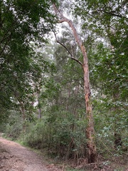 Eucalyptus punctata