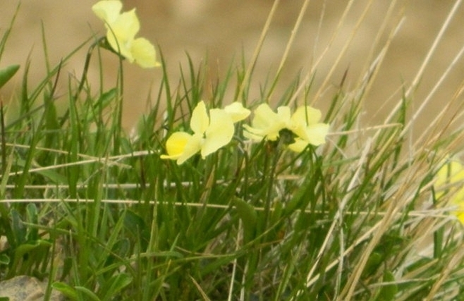 Viola oreades; photograph (c) Виктория Билоус, some rights reserved (CC BY)