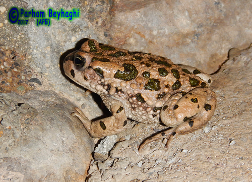Variable Toad