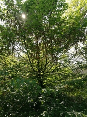 Carpinus betulus