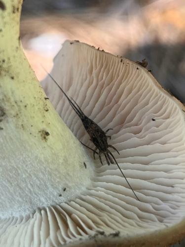 iNaturalist observation photo of Jumping Bristletails
