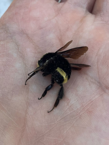 iNaturalist observation photo of Yellow-faced Bumble Bee