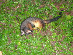 Paradoxurus hermaphroditus