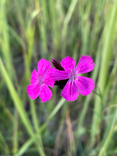 Carthusian Pink