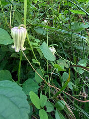 Clematis reticulata, photograph (c) Melissa Meadows, some rights reserved (CC BY)