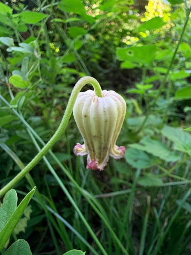 Clematis reticulata, photograph 3