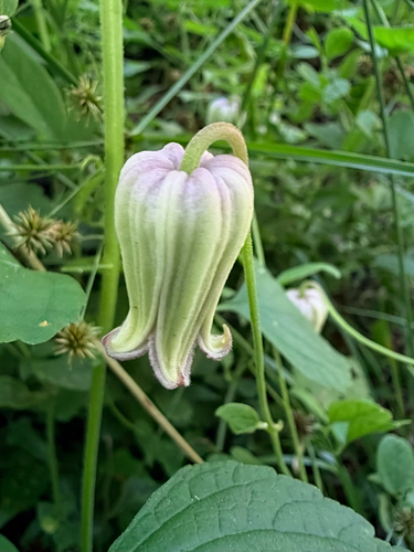 Clematis reticulata, photograph 6
