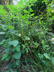 Clematis reticulata, photograph (c) Melissa Meadows, some rights reserved (CC BY)
