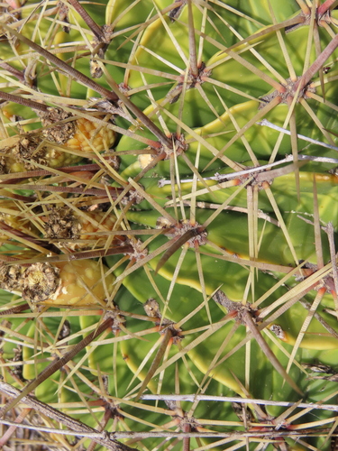 Bisnaga histrix