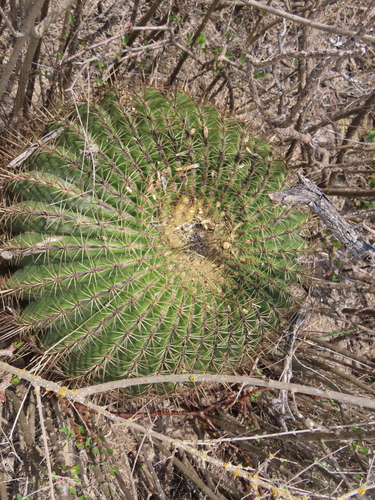 Bisnaga histrix
