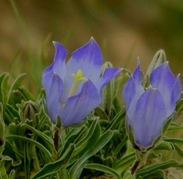 Campanula tridentata; photograph (c) Виктория Билоус, some rights reserved (CC BY)