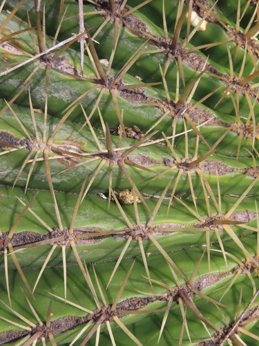 Bisnaga histrix