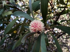 Hakea laurina