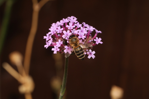 Image of Apis mellifera by no rights reserved